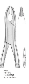  NEVIUS Fig. 320-10S upper canines 